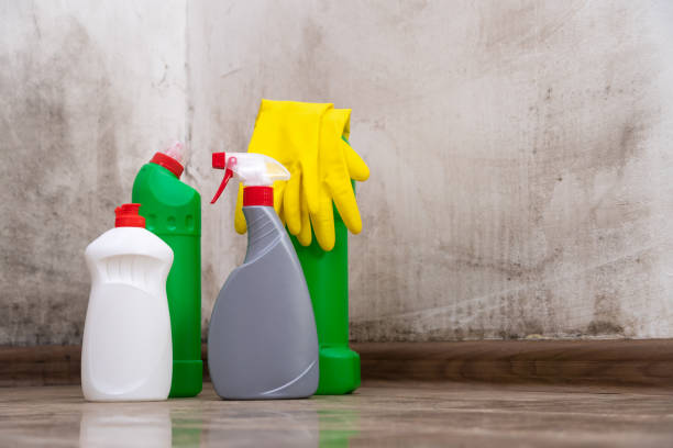 Why You Should Choose Our Mold Remediation Services in Victorville, CA